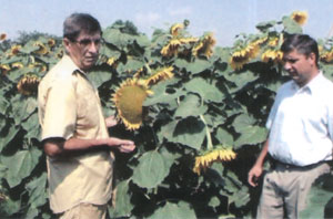 Директор ООО  "ЭКС" и глава КХ "Гермес" осматривают семенные участки сорта Казачий